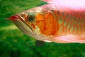 Free Arwana Fish 2 Stock Photos - 6387323