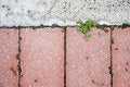 Free New Growth Breaking Through Paving Royalty Free Stock Photos - 6389618