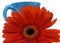 Free Isolated Orange Flower With Blue Cup Clipping Path Stock Images - 6380884