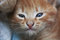 Free Little Kitten Photo Royalty Free Stock Photos - 6389168