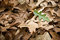 Free Single Green Oak Tree Leaf On Autumn Foliage Stock Photography - 6389822