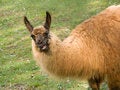 Free Talking Llama Royalty Free Stock Photo - 6392135