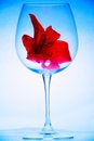 Free Flowers Of Passion Royalty Free Stock Photography - 6392427