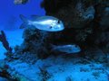 Free Bigeye Emperor Stock Image - 6398261