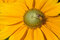 Free Yellow Bug In Yellow Flower Stock Photo - 6392010