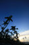 Free Evening Tropics Stock Photography - 6397122