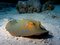 Free Bluespotted Stingray Stock Photos - 6399033
