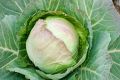 Free Lettuce Royalty Free Stock Photography - 641847