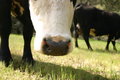 Free Dots Nose Royalty Free Stock Images - 641879