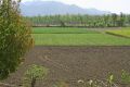 Free Agriculture,cultivation And Farming Stock Photo - 642230
