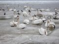 Free Swans Together Stock Photo - 643870