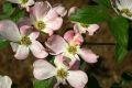 Free Dogwood Blossom Stock Photo - 645920