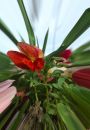 Free Red Flower Royalty Free Stock Images - 647419