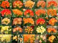 Free Gallery Of Clivias Stock Photos - 647463