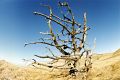 Free Summer Landscape With Alone Tree Stock Image - 647471