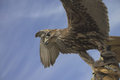 Free Falcon In Flight Royalty Free Stock Photography - 648067
