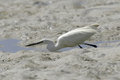 Free Egret Fishing Royalty Free Stock Photography - 648577
