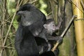 Free Monkey Mother And Infant Royalty Free Stock Photos - 648788