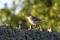 Free Northern Mockingbird Royalty Free Stock Photography - 644747
