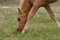 Free Grazing Palomino Colt Royalty Free Stock Photos - 645658
