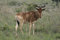 Free Hartebeest Stock Photo - 648700
