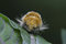 Free Moth Royalty Free Stock Image - 648756