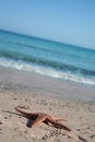 Free Sea-star Royalty Free Stock Image - 6404056