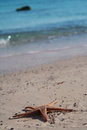 Free Sea-star Stock Photography - 6404082