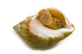 Free Single Cooked Shell Stock Photo - 6405390