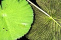 Free Lily Pad Flipped Royalty Free Stock Photo - 6407185
