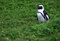 Free Lone Penguin In Some Green Vegetation Royalty Free Stock Photo - 6401455