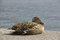 Free Brown Mallard Duck Royalty Free Stock Images - 6404659