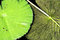 Free Lily Pad Flipped Royalty Free Stock Photo - 6407185