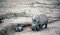 Free Rhino And Baby Royalty Free Stock Photos - 6407708