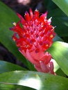 Free Vivid Red Bromeliad 017 Royalty Free Stock Photo - 6413725