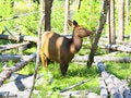 Free The Wildlife In The Yellowstone Royalty Free Stock Photo - 6418865