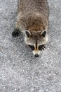 Free Florida Racoon Stock Photography - 6419252