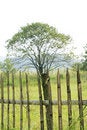 Free Tree With Fencing Stock Photography - 6419982