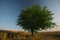 Free Tree In A Field Stock Photography - 6411272