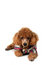Free Poodle Royalty Free Stock Photos - 6419648