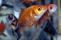 Free Gold Fishes Stock Images - 6420054