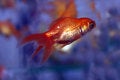 Free Gold Fishes Royalty Free Stock Photography - 6420057