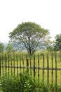 Free Tree With Fencing Stock Photography - 6420552
