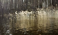Free Reed And Wooded Island On Lake On Bright Sunbeam Stock Photos - 6422473