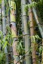 Free Bamboo Woods, Thailand Royalty Free Stock Images - 6423879