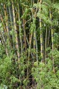 Free Bamboo Woods, Thailand Royalty Free Stock Image - 6423996
