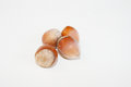 Free Hazel Nut Stock Image - 6426181