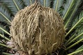 Free Budding Date Palm Royalty Free Stock Photos - 6429488