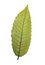 Free Green Leaf Stock Photo - 6428290