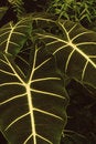 Free Large Leaf With Iridescent Veins Royalty Free Stock Image - 6432276